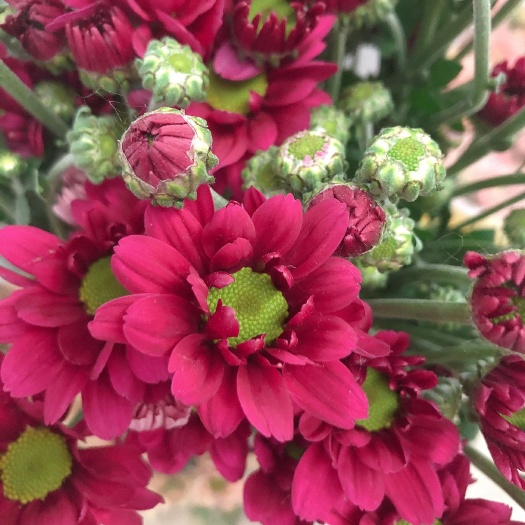 东海县连云港东海鲜切花基地，黄菊（光玉，金善）白菊精成，白善，