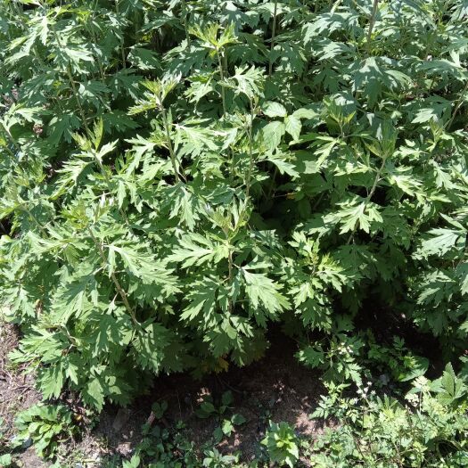 麻城市大别山麻城本地2~3年陈年头茬艾叶