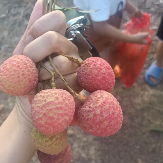 高州市白腊荔枝