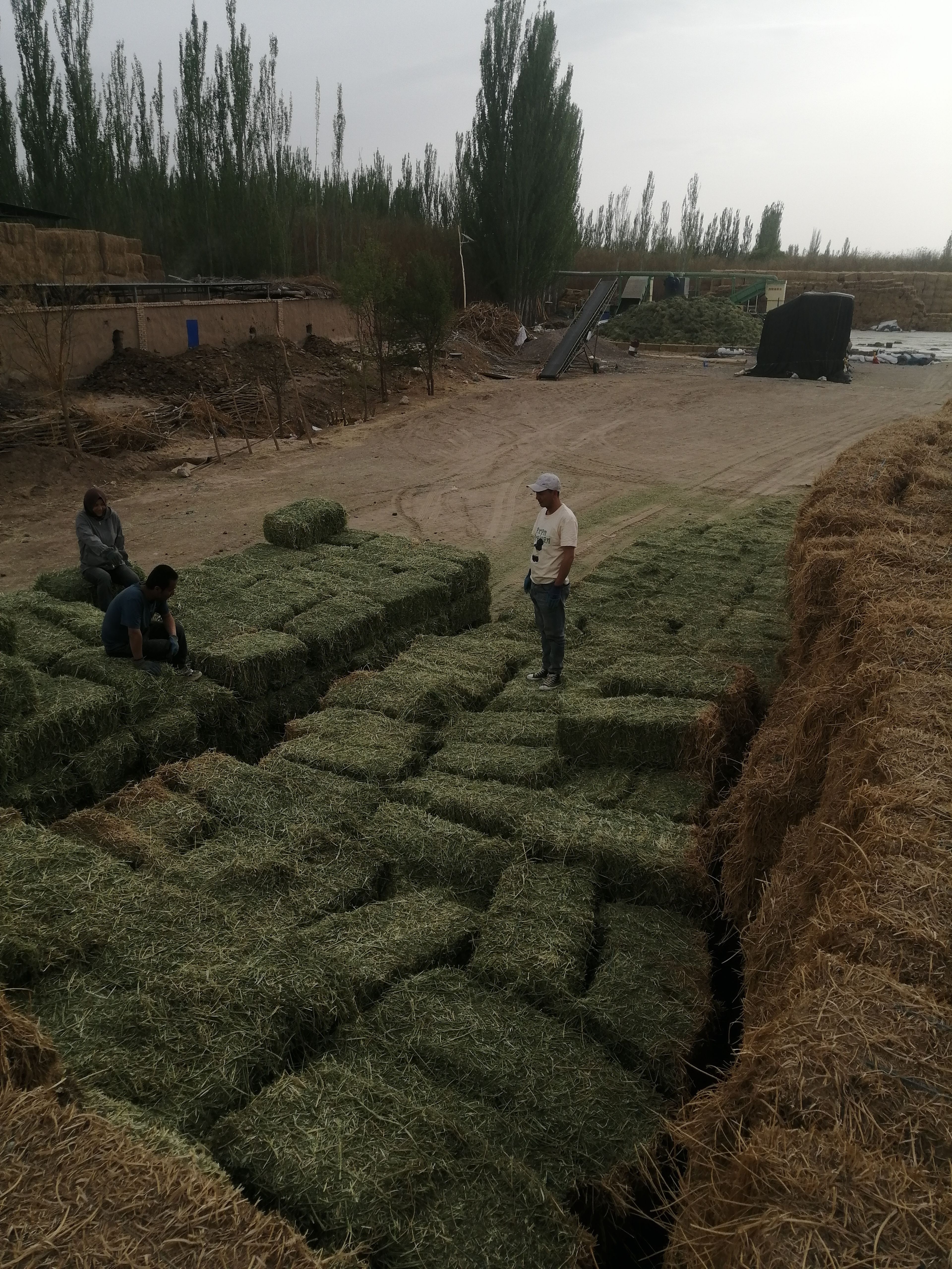 甘肃紫花苜蓿草小捆 小捆苜蓿草行情 玉门花海苜蓿草价格很便宜