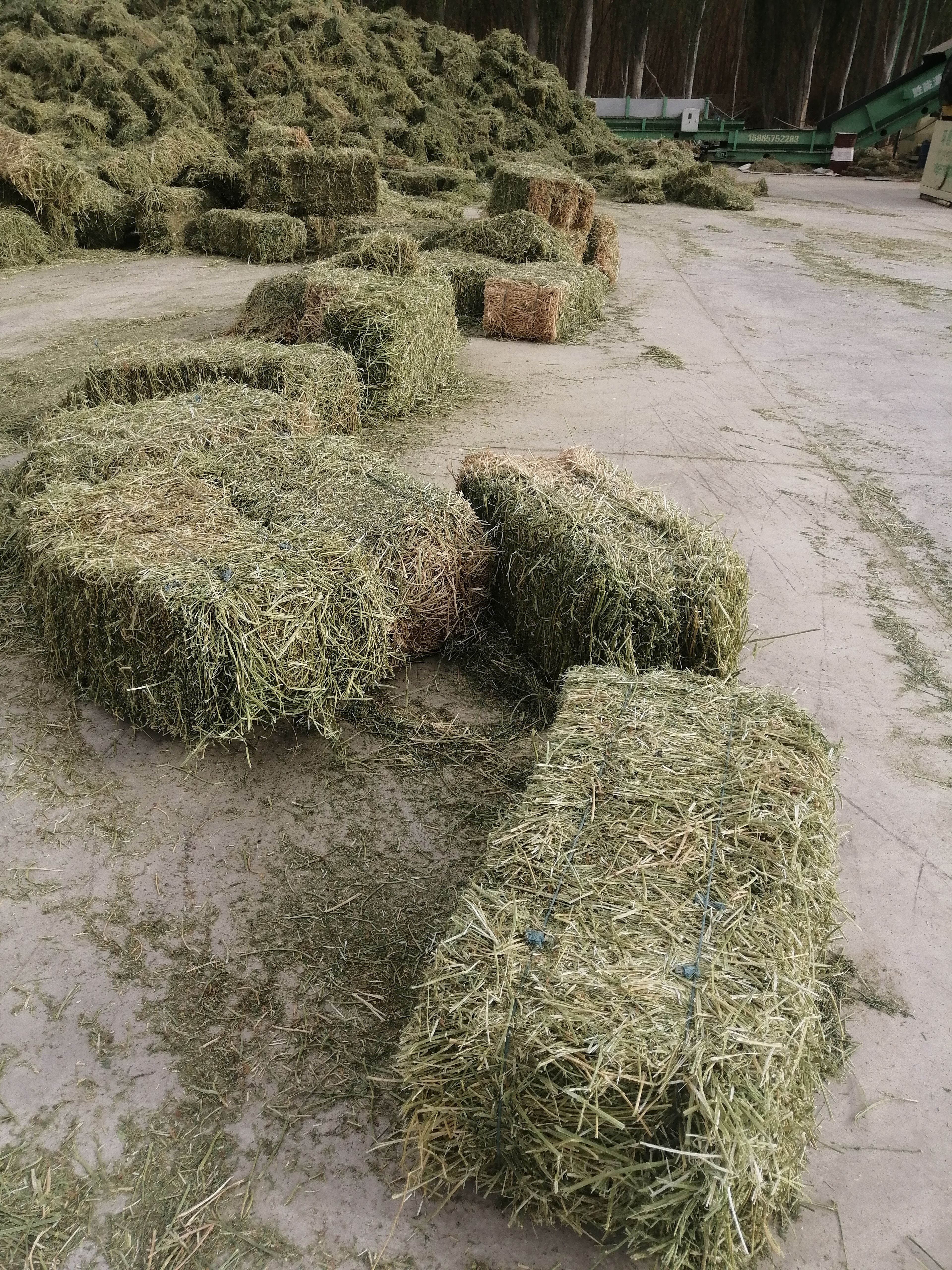 甘肃紫花苜蓿草小捆 小捆苜蓿草行情 玉门花海苜蓿草价格很便宜