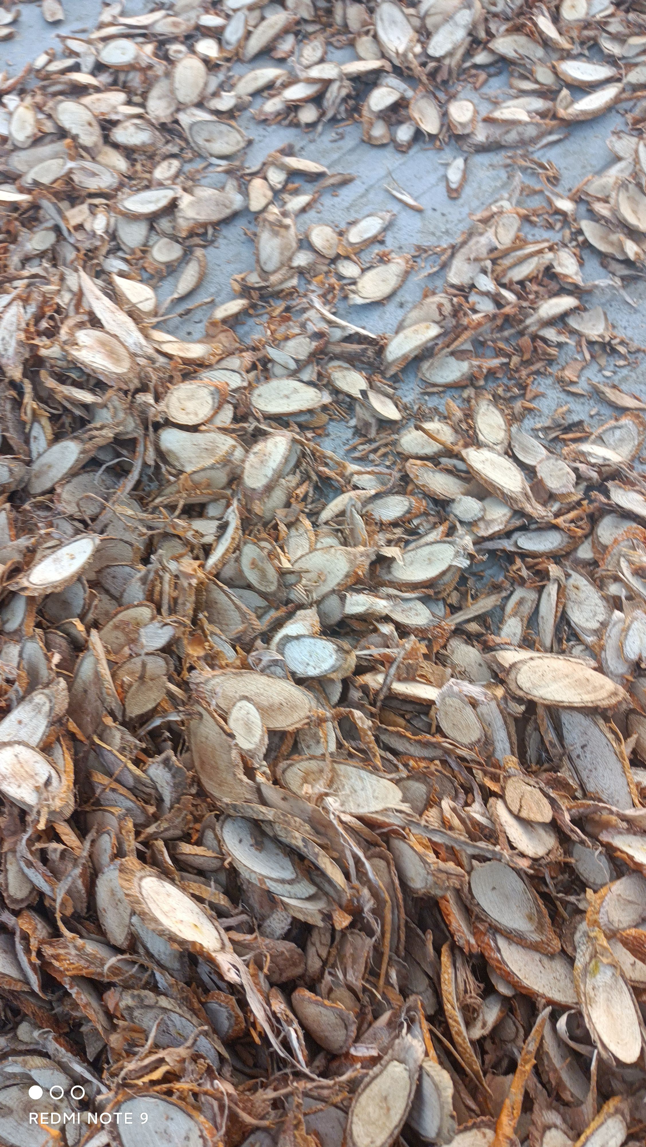 江西深山穿破石，九层皮切片干货。纯根茎无柘木，，，，，，，，