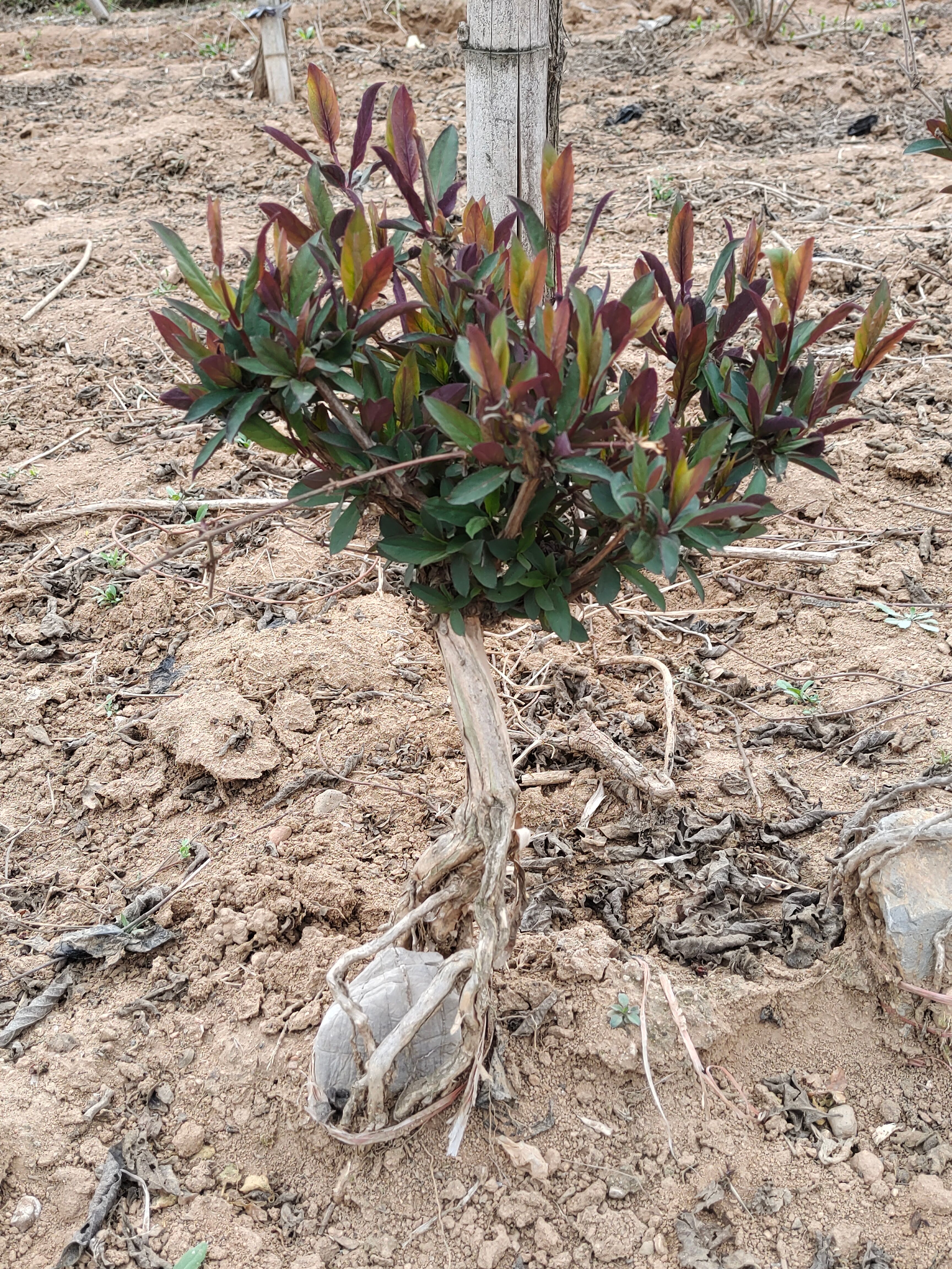 金银花干花    金银花苗     金银花藤段