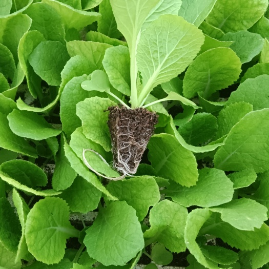 通海县白菜苗