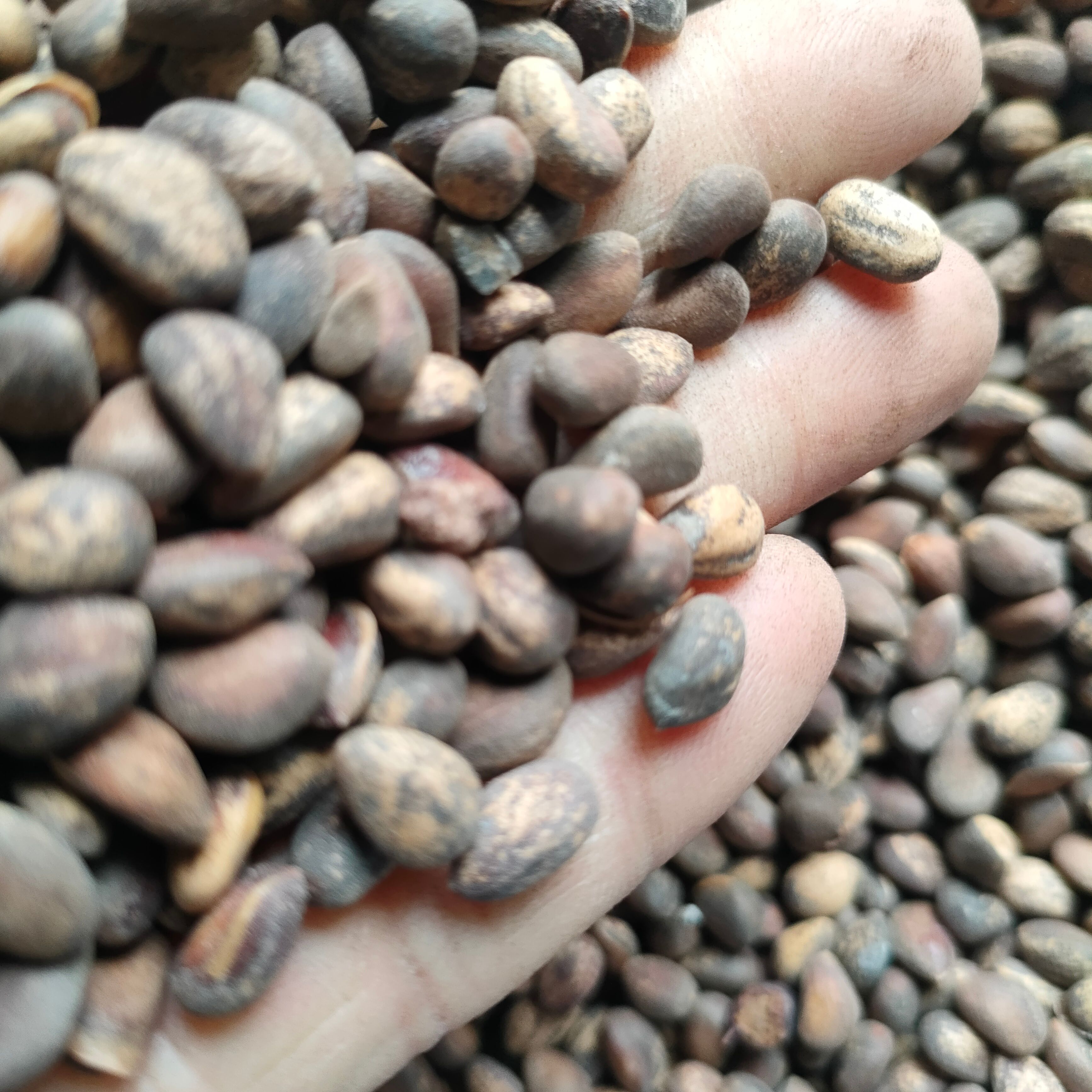 白皮松种子当年产发芽率高提供育苗方法