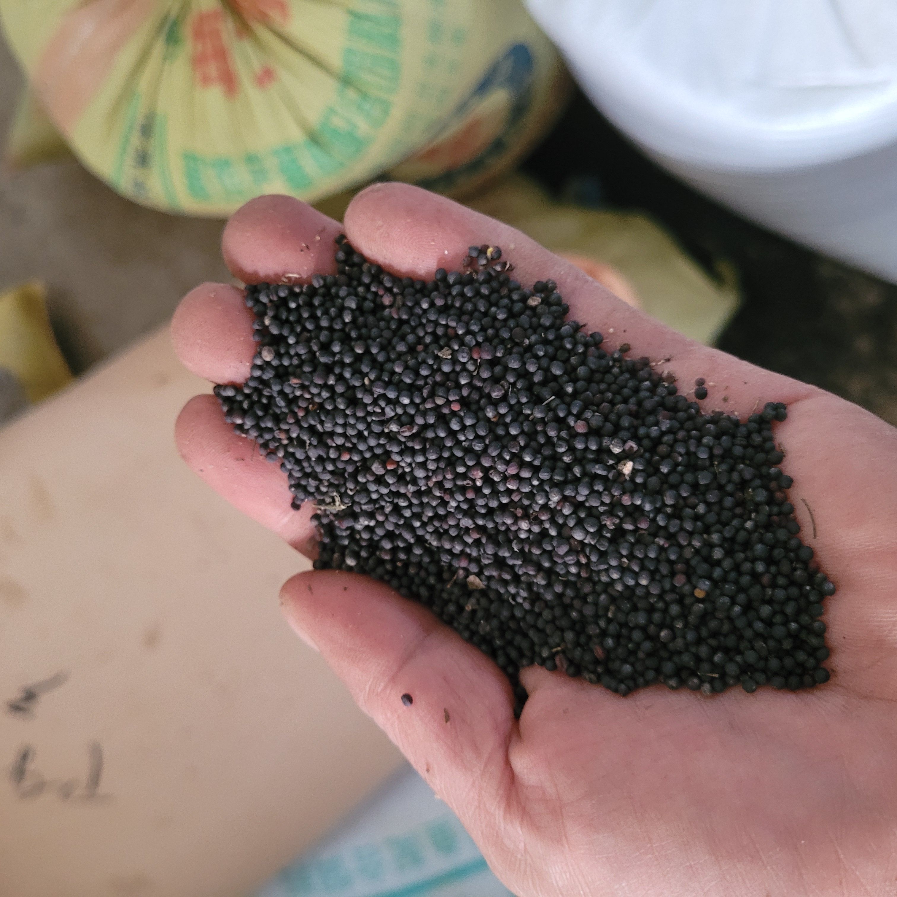 湖北油菜籽