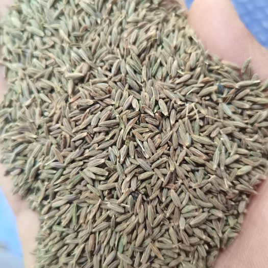 中牟县新疆孜然，孜然