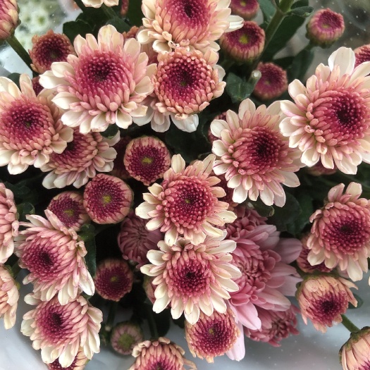 东海县连云港东海鲜切花基地，黄菊（光玉，金善）白菊精成，白善，