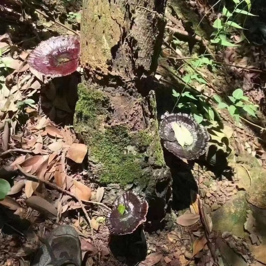 蕉岭县灵芝（yesheng）