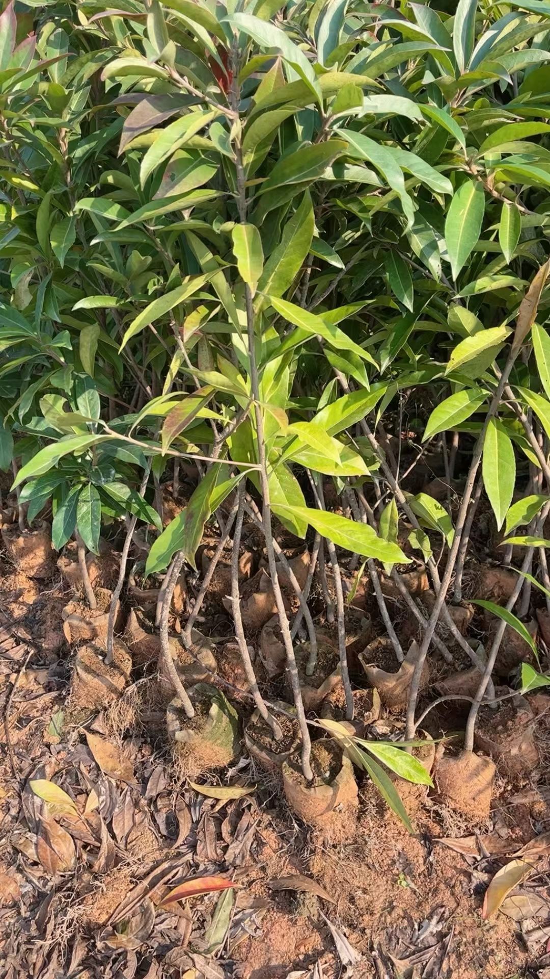 1公分木荷杯苗