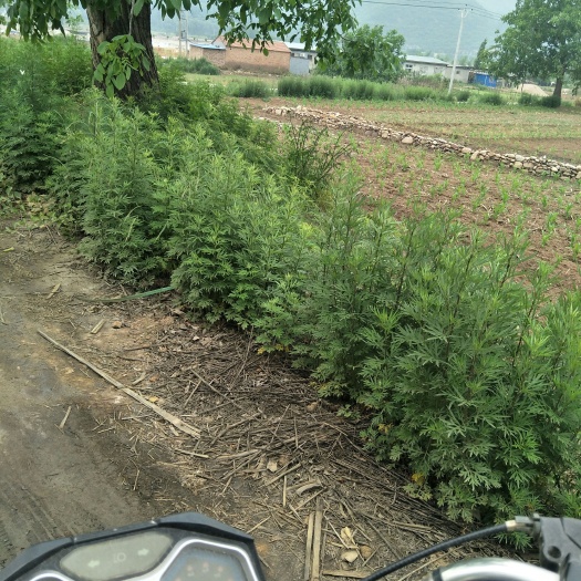 涉县艾草