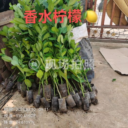 荔浦市广东四季香水柠檬苗、正品无籽柠檬苗、根系发达.香味扑鼻诱人
