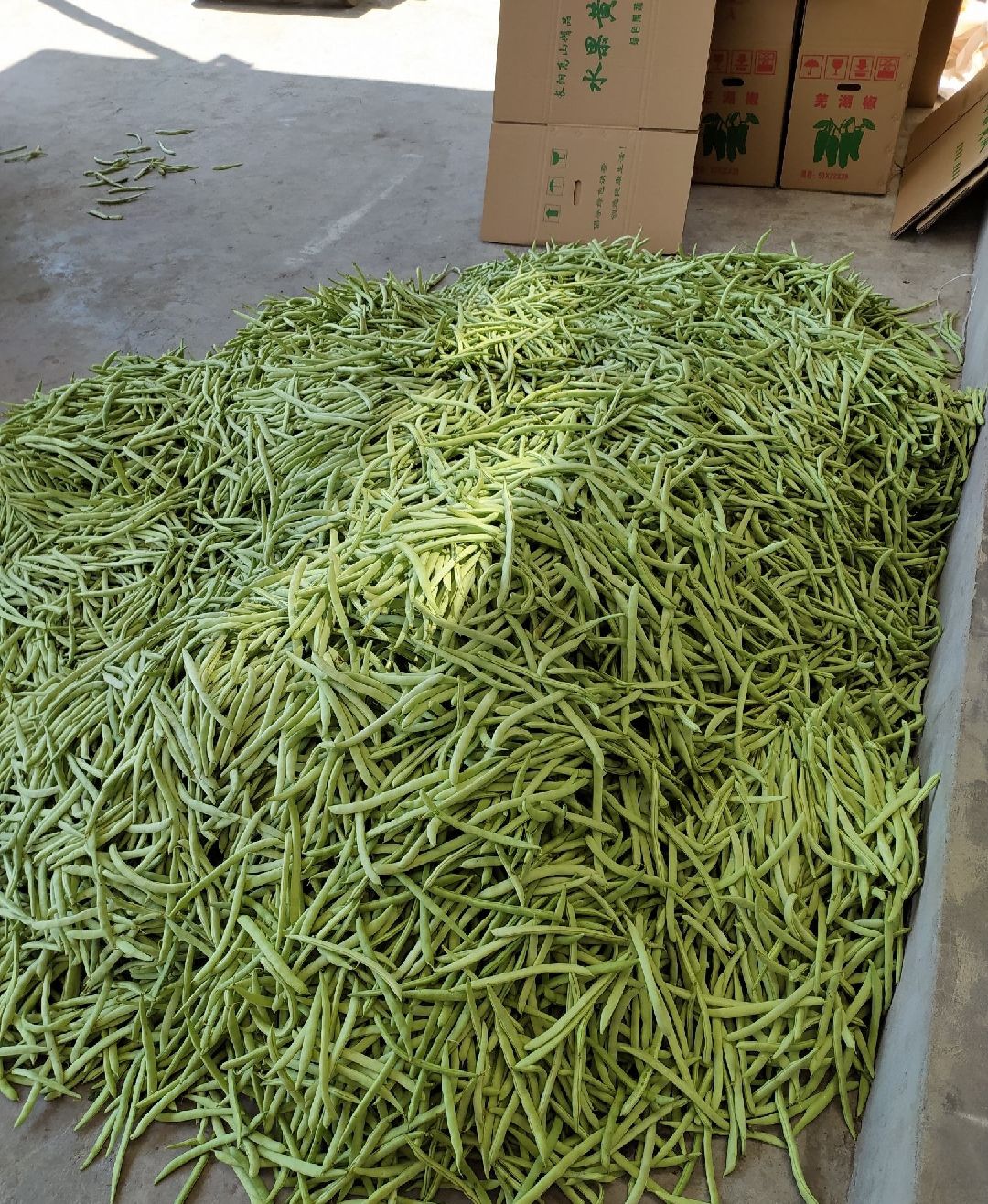 四季豆(湖北高山地区)