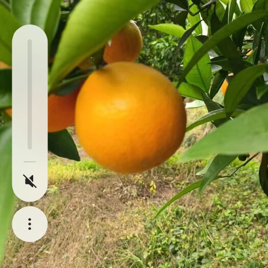 眉山自己家果园夏橙，新鲜出炉，酸酸甜甜就是我