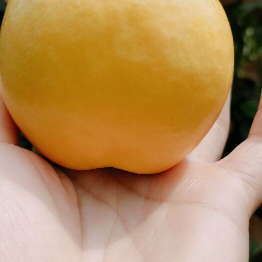 万荣县黄金油桃