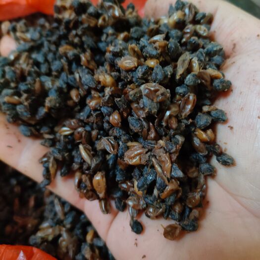 蒙自市苦荞小麦大麦酒糟养殖牛羊养殖好帮手