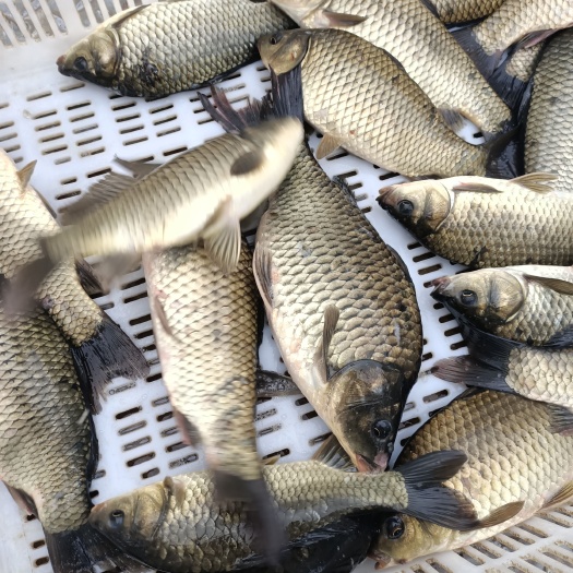 东海县鲫鱼