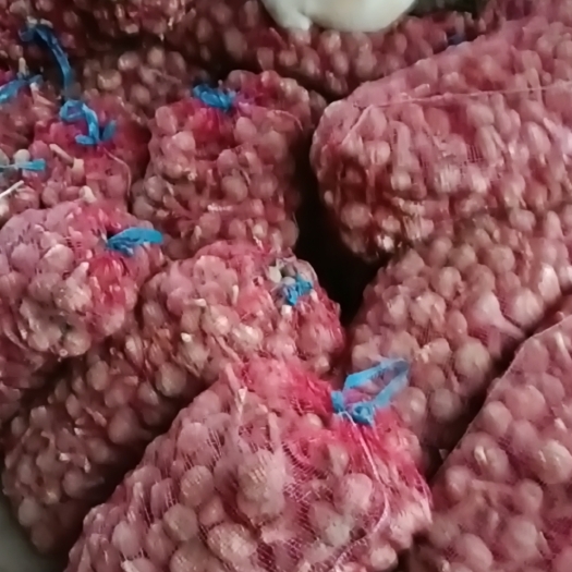 灵璧县大蒜