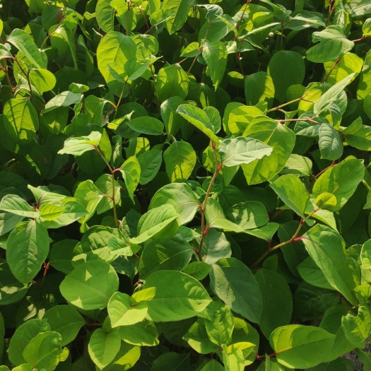 陆丰市虎杖