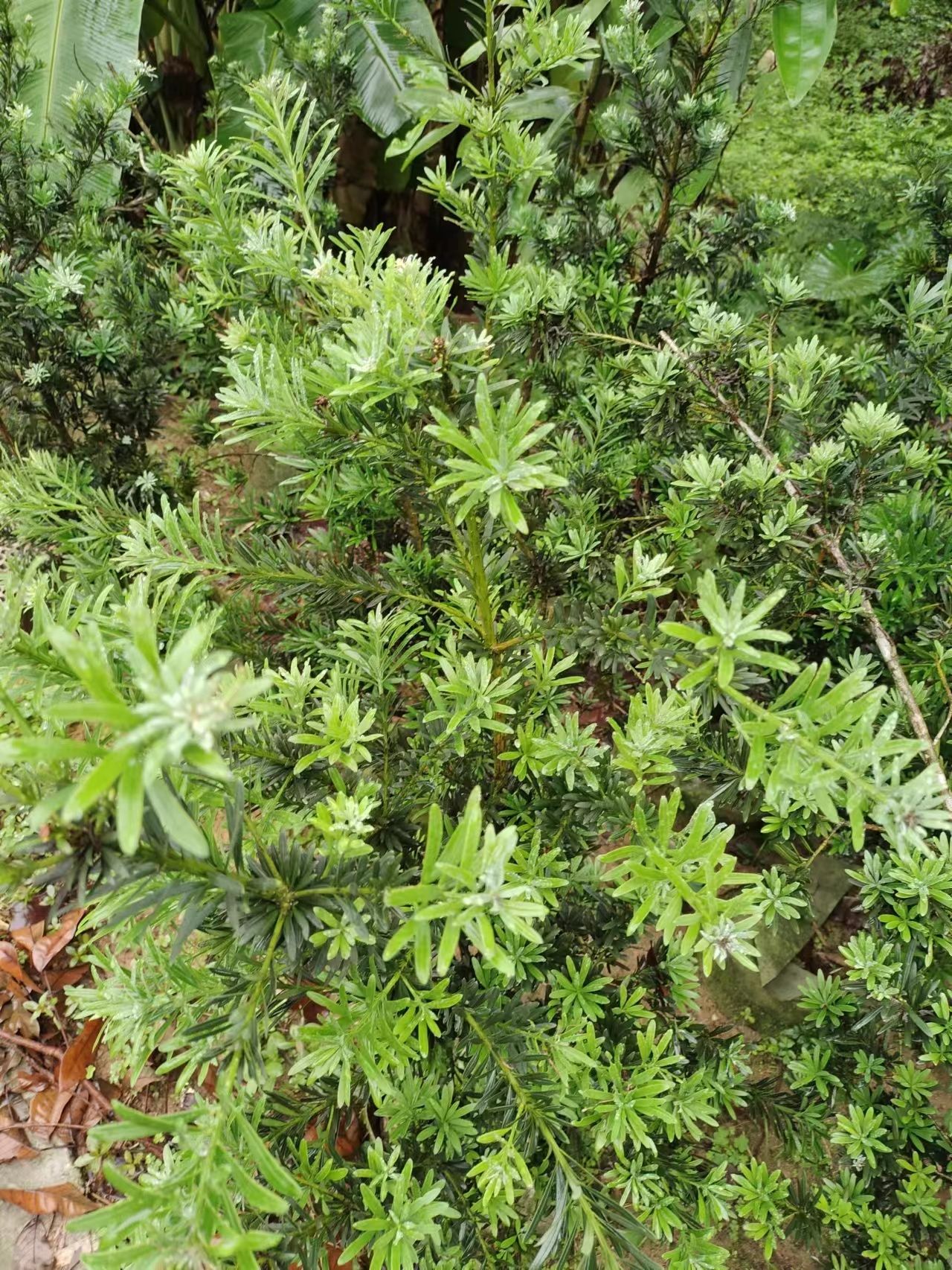 小叶罗汉松，小乔罗汉松