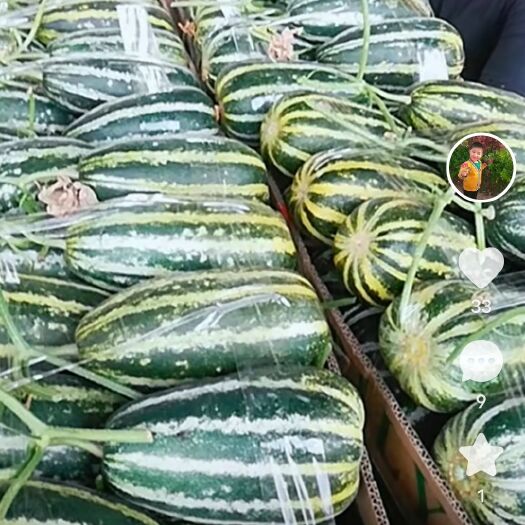 青县各个品种的甜瓜