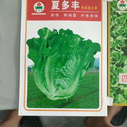 郑州生菜种子耐热耐抽薹