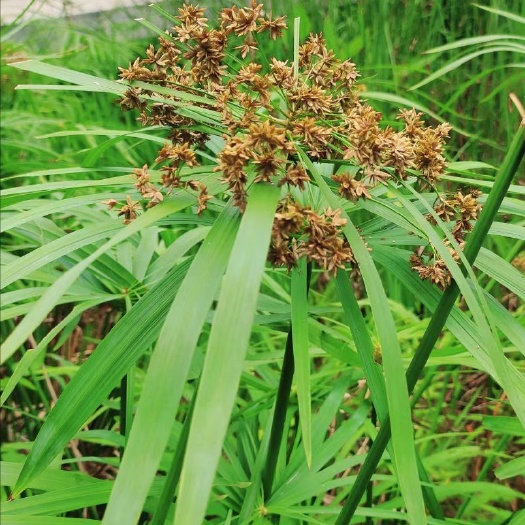 常州旱伞草种子