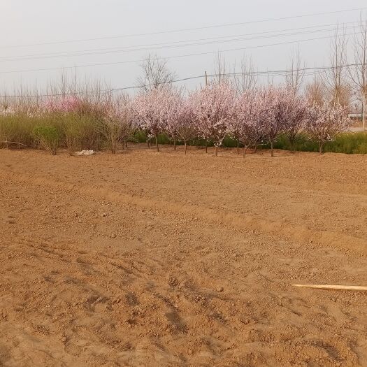 定州市6公分毛樱桃