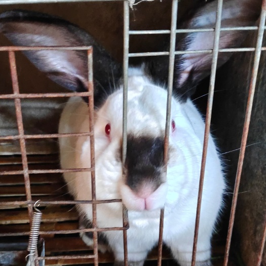 种兔，商品兔