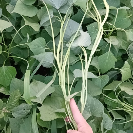 优质脱毒龙薯9号红薯苗，种植包回收，各种苗均有，保证成活