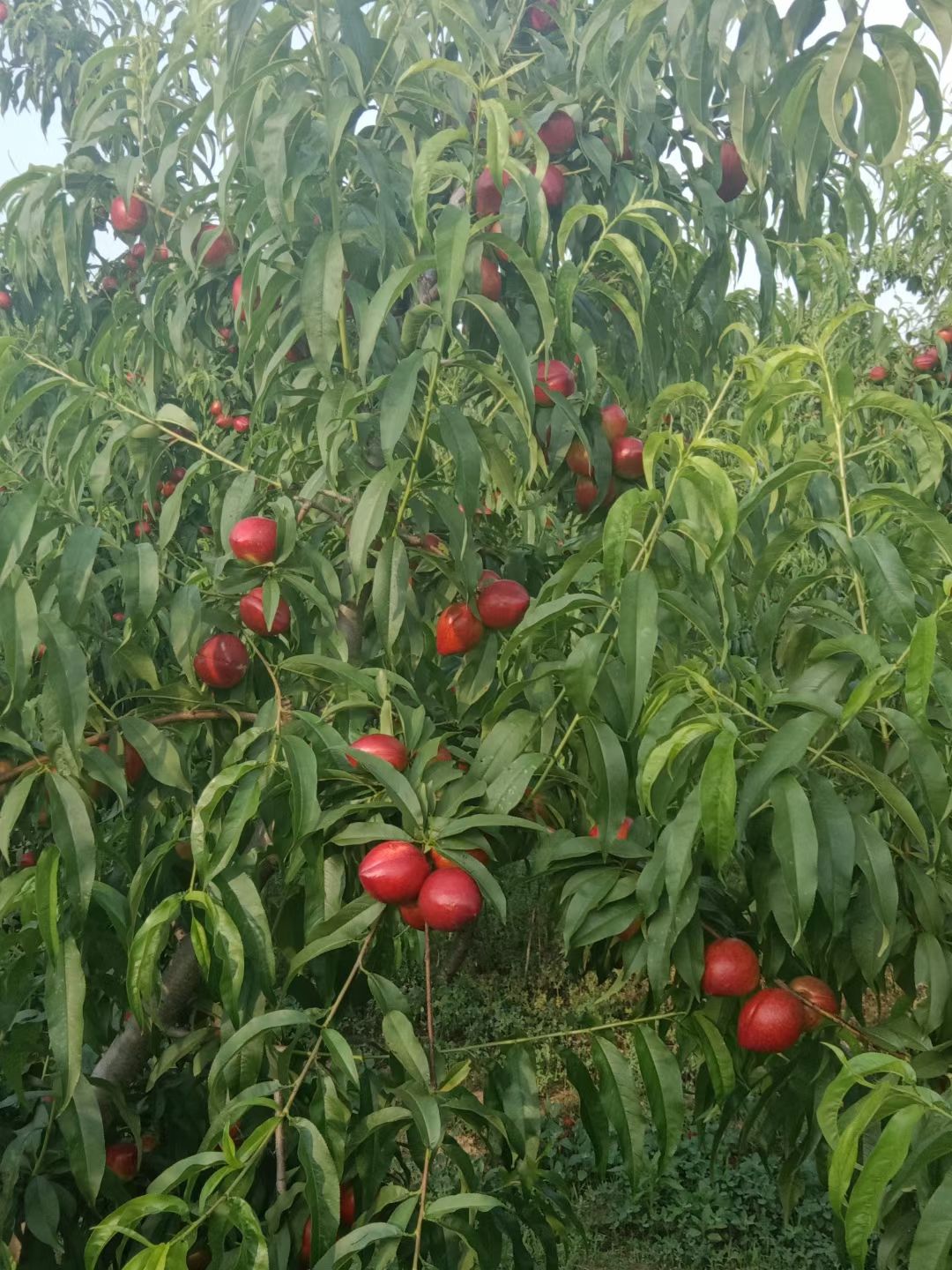 黄肉甜油桃