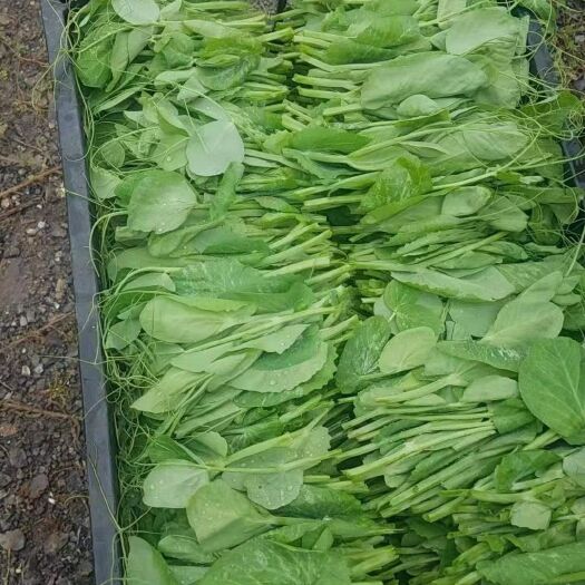 威宁县豌豆尖
