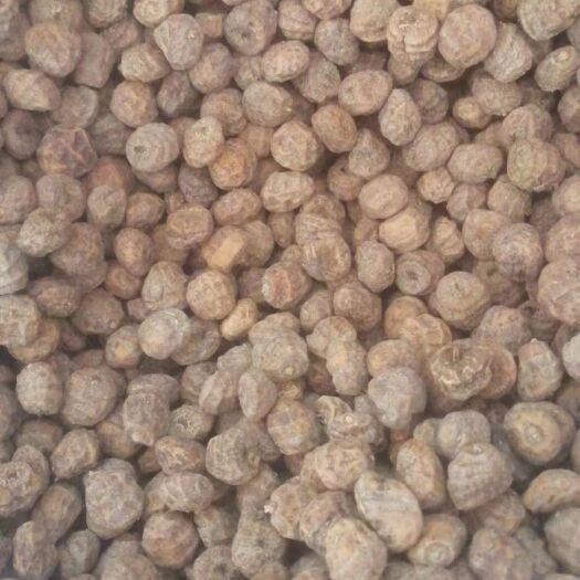阿克苏市新疆油莎豆上市，欢迎各大平台及供应链前来洽谈。