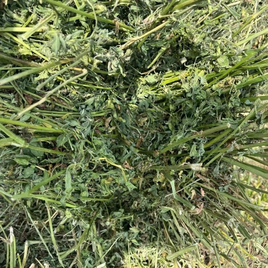 凤台县苜蓿草