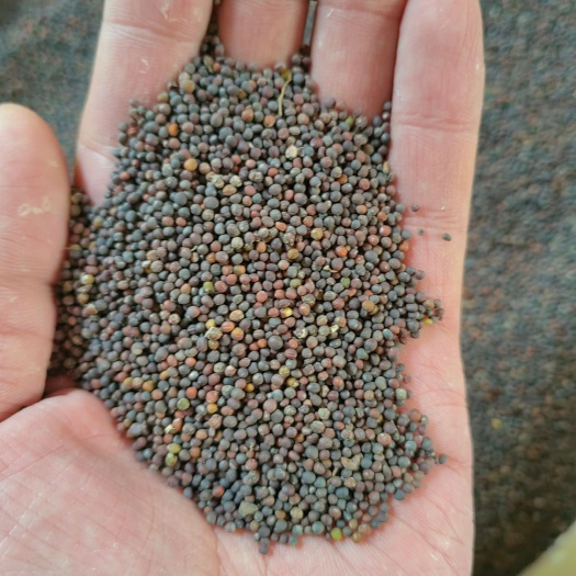 阜城县大量油菜籽收售