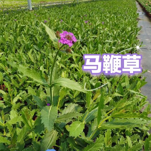 嘉善县马鞭草