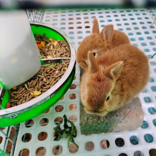宠物兔