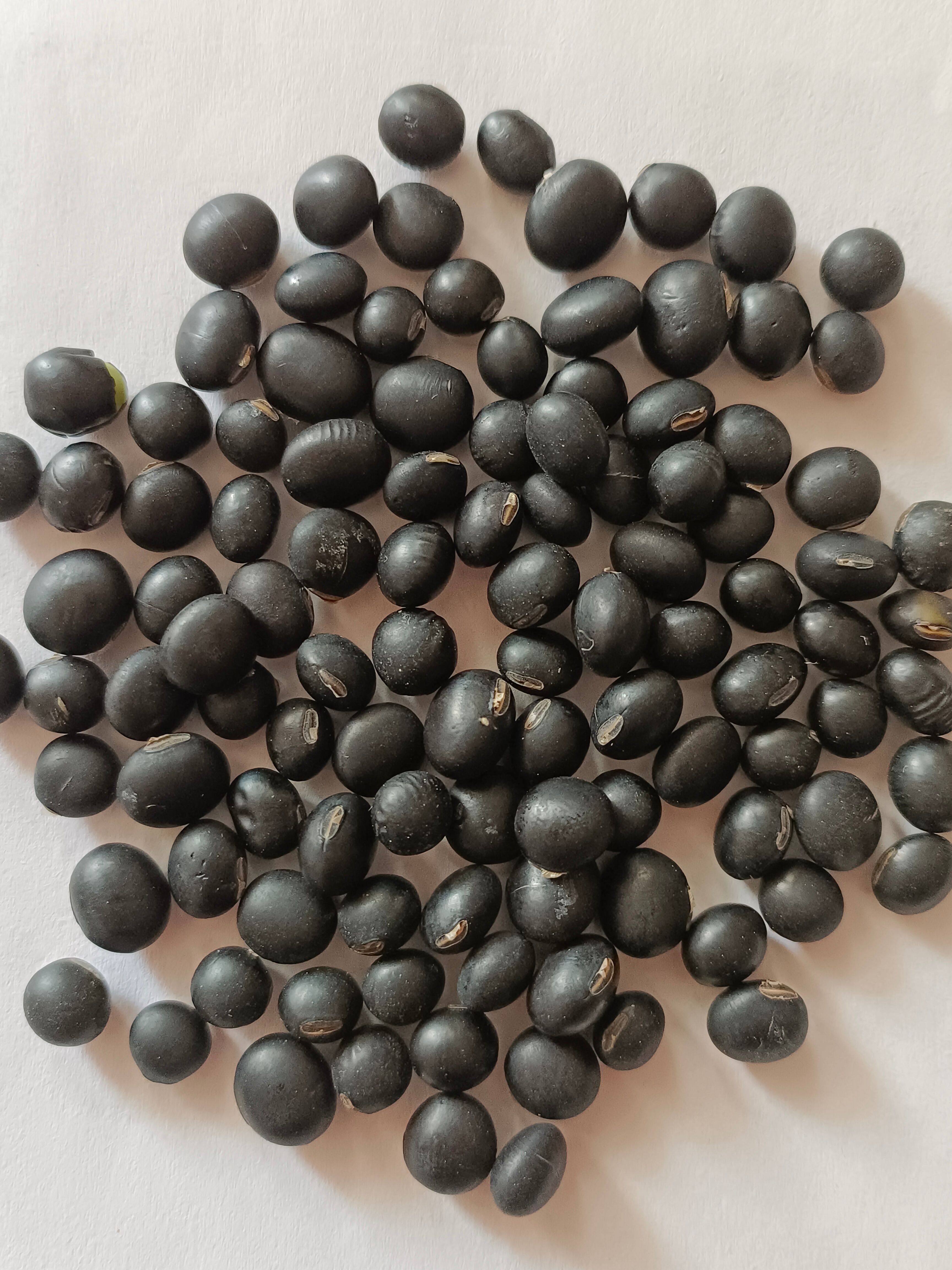 济南黄豆种子  黑大豆种子