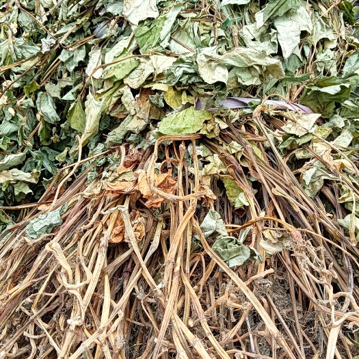 鱼腥草