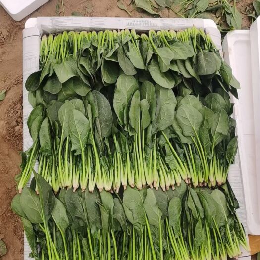 惠民县精品菠菜大量上市，保证质量。