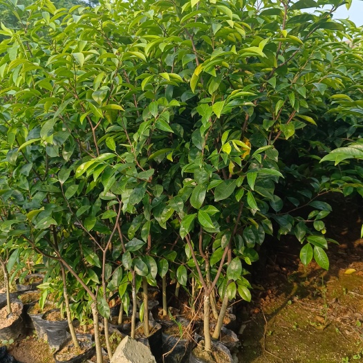 灵山县奇楠沉香苗