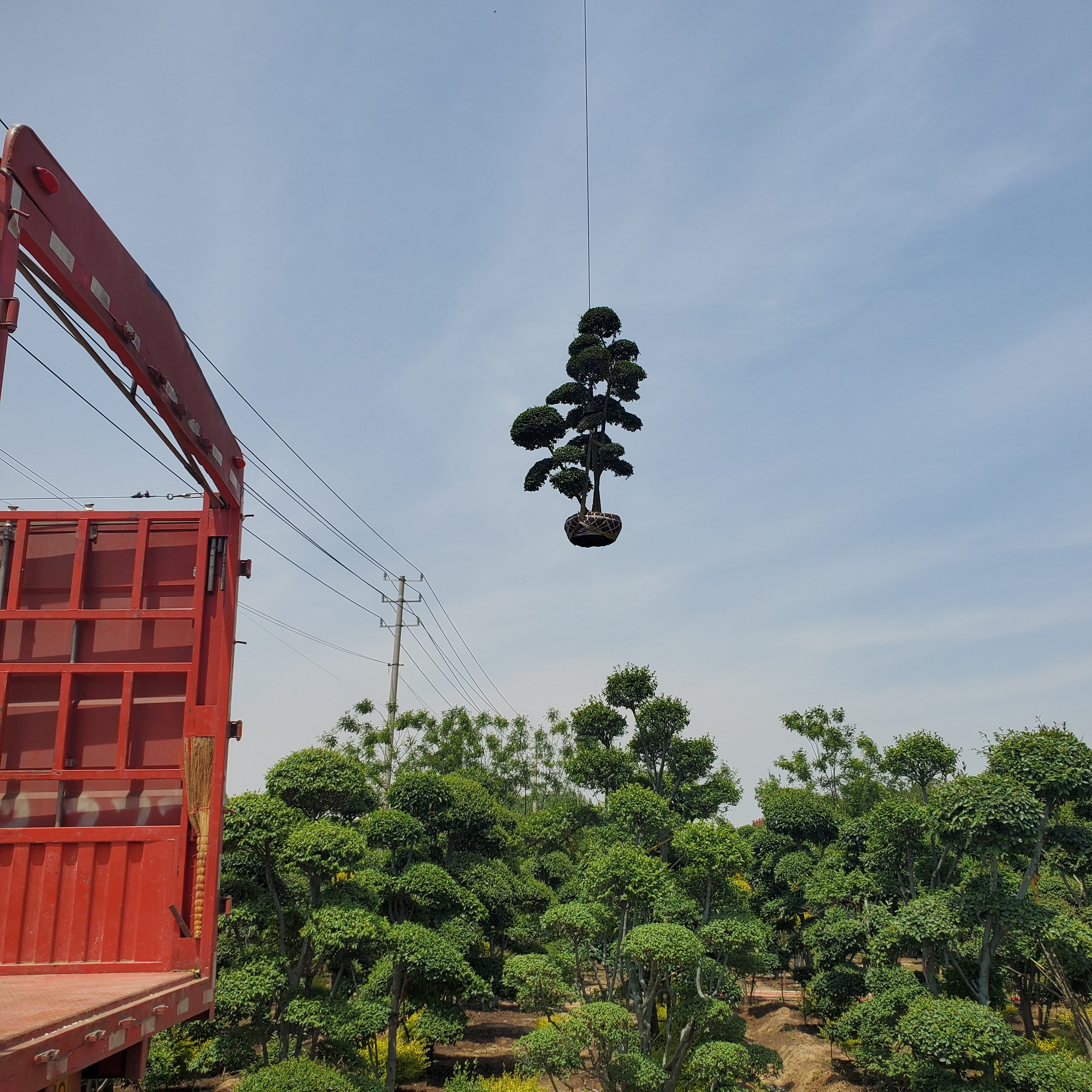 小叶女贞造型树