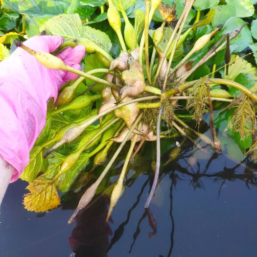汕头澄海新鲜菱角