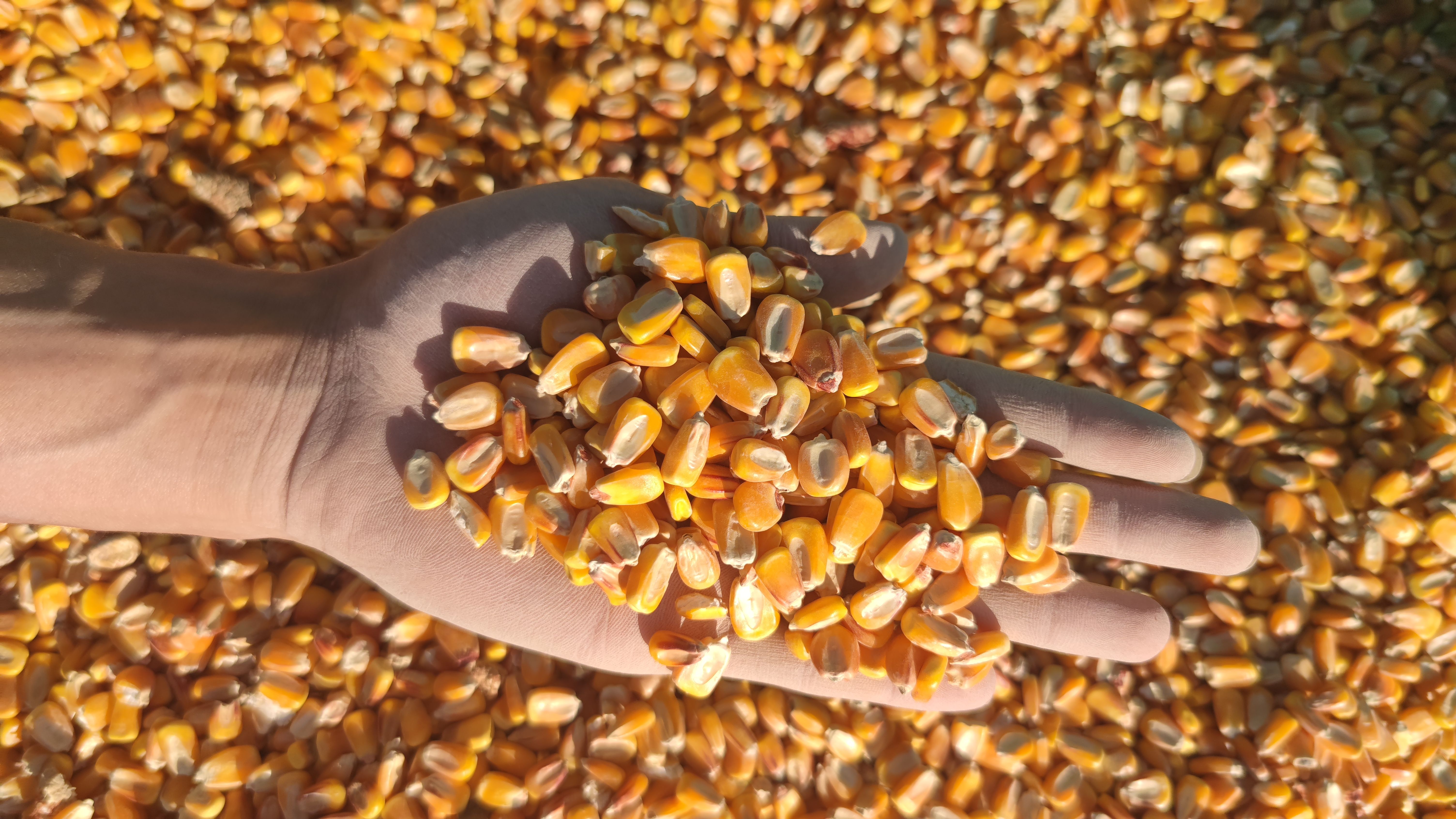 察布查尔锡伯自治县新疆精品烘干玉米，只做客户认可的精品货，欢迎货比三家对比