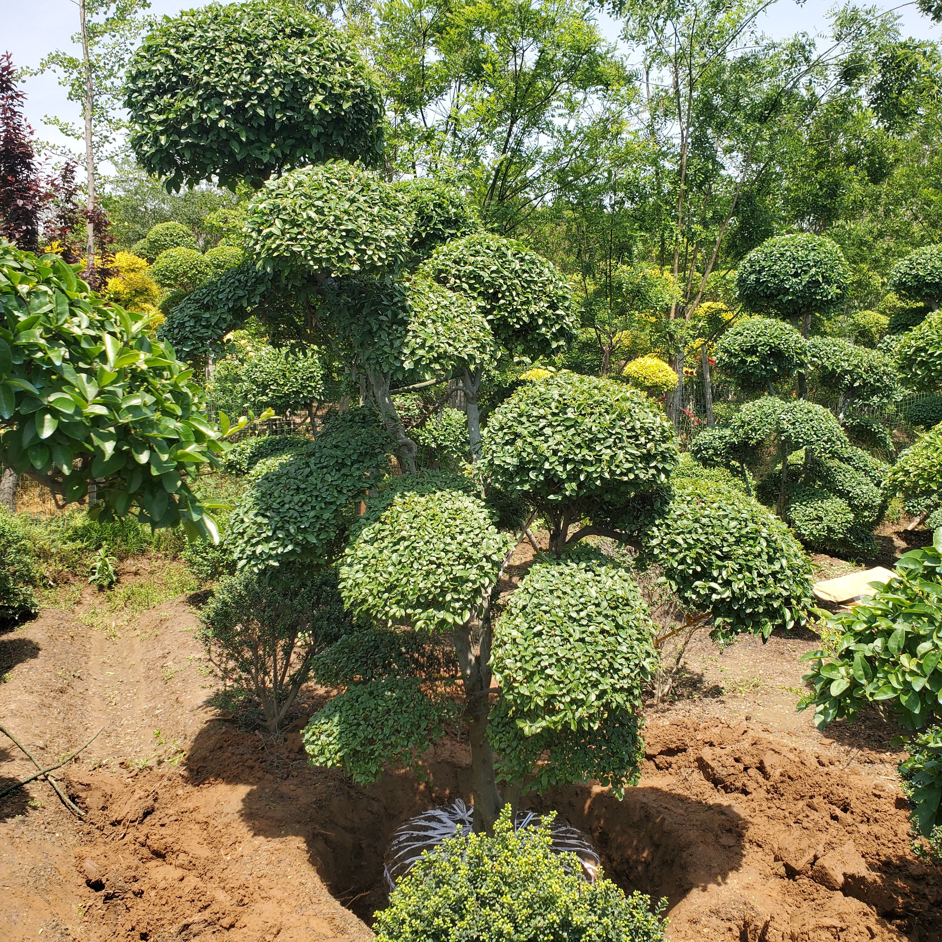 小叶女贞造型树