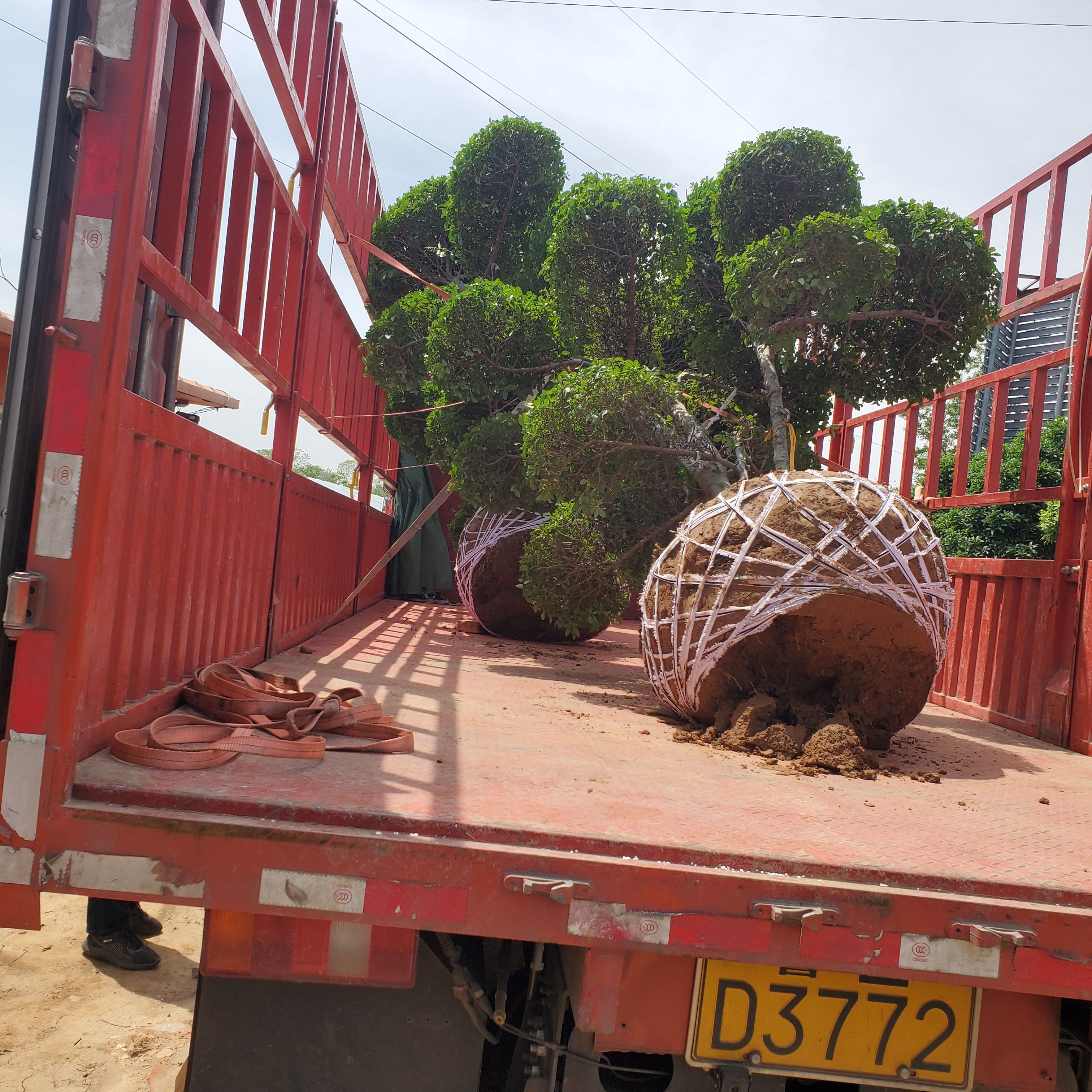 小叶女贞造型树