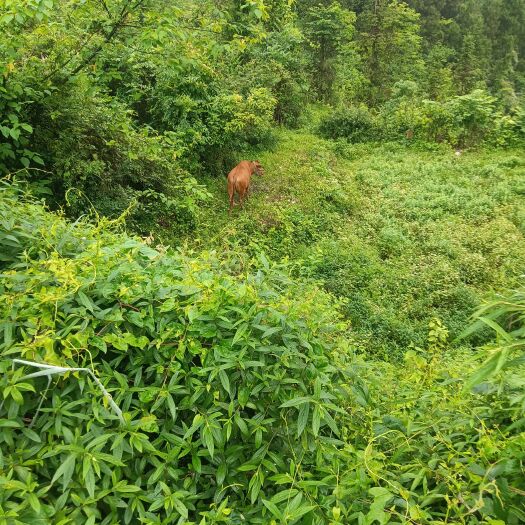 雷山县贵州大山放养黄牛
