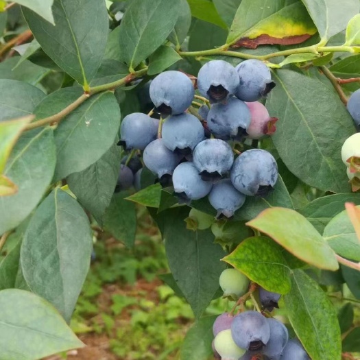 蓝莓
