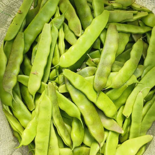 吉林扶余油豆大量上市