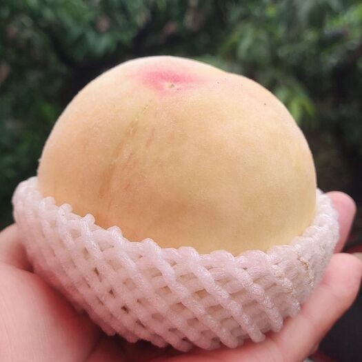 无锡阳山水蜜桃